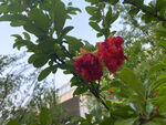石榴花