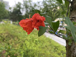 石榴花