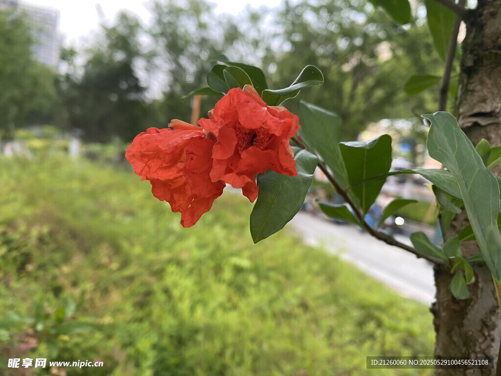 石榴花