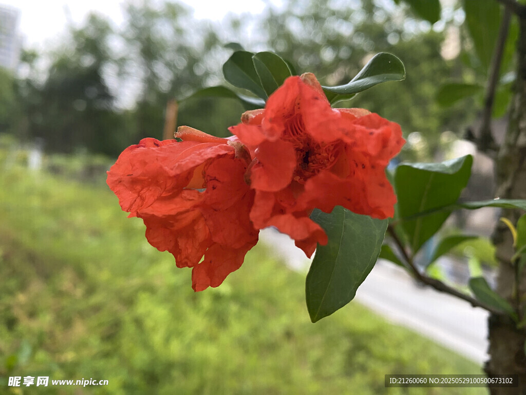 石榴花