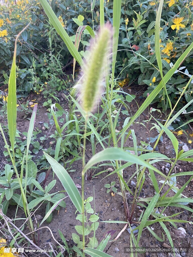 狗尾草
