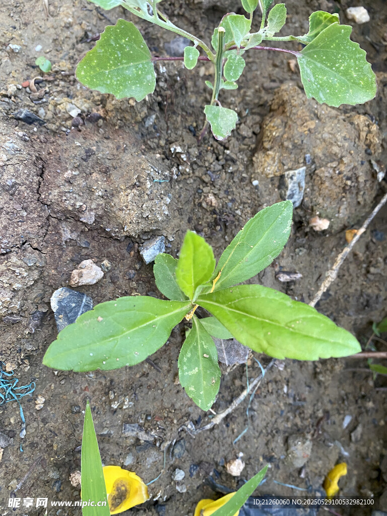 苣荬菜