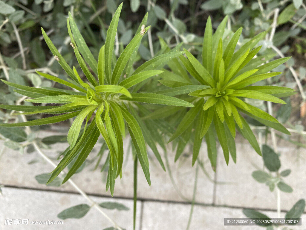 飞蓬草