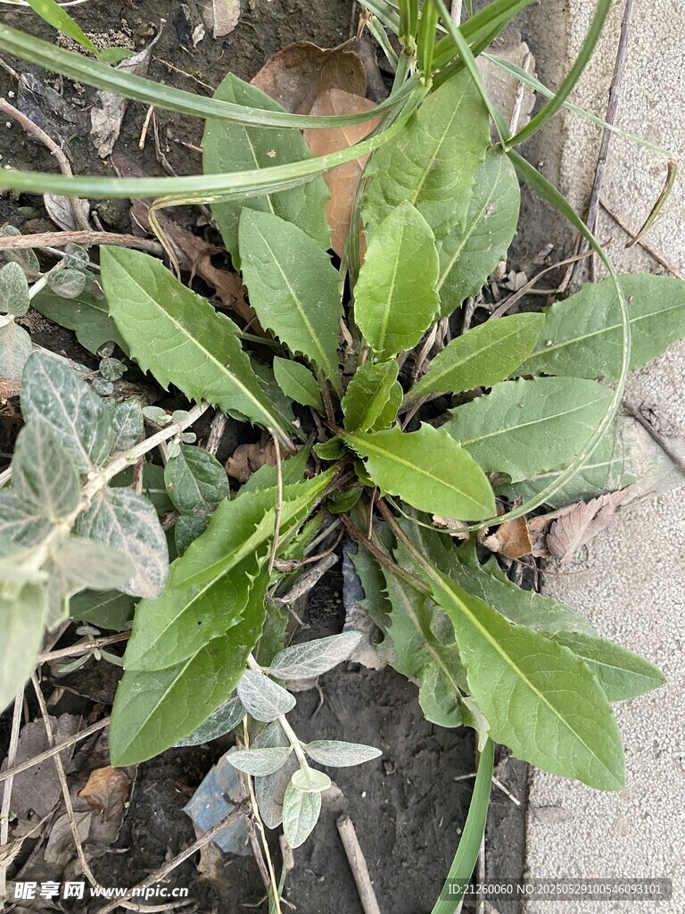 苣荬菜