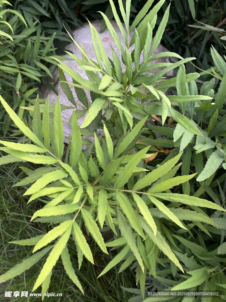 十大功劳