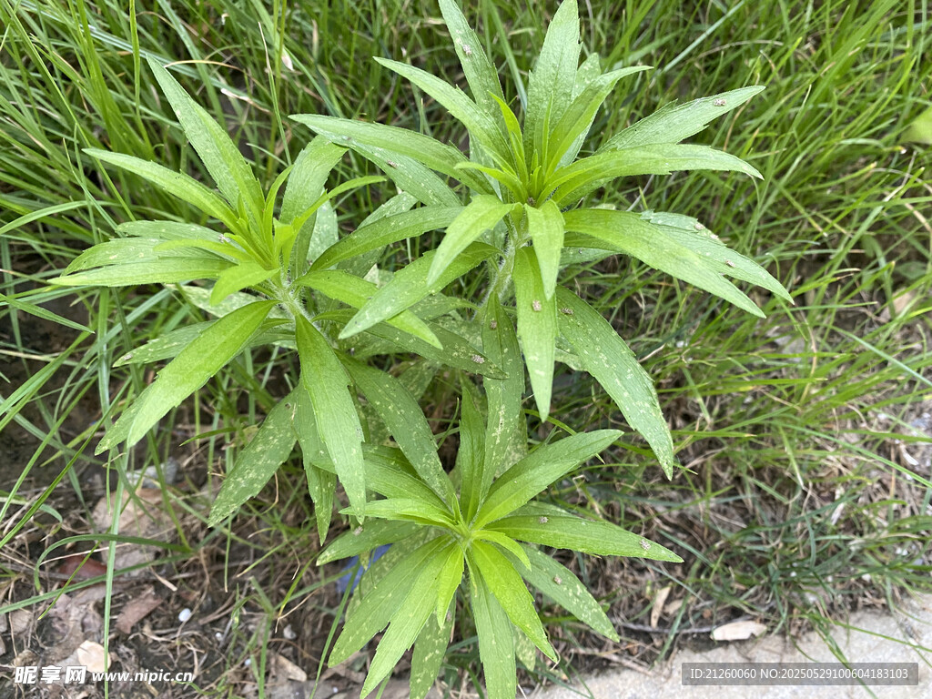 飞蓬草