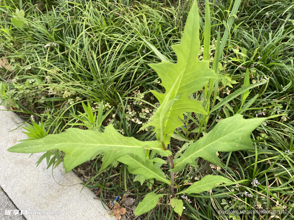 苣荬菜