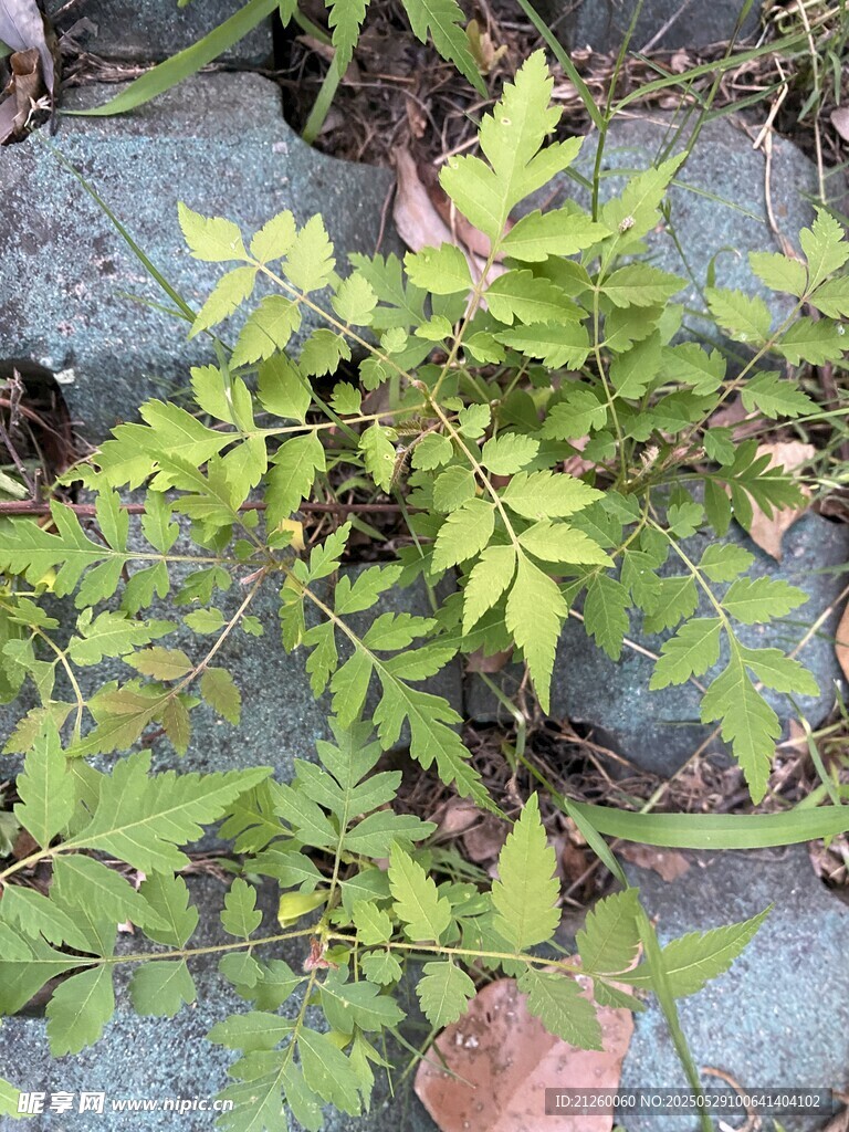 栾
