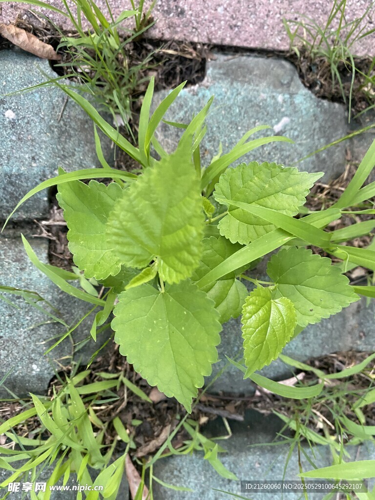皮树