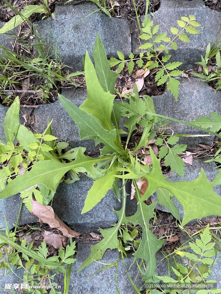 苣荬菜