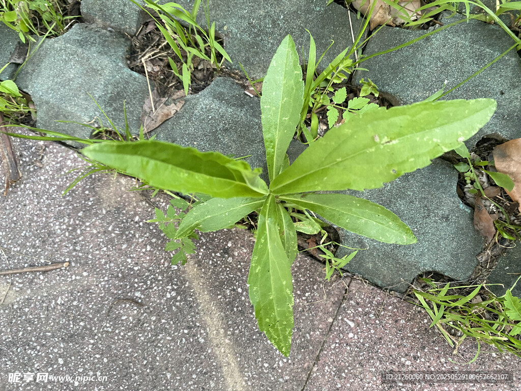 加拿大一枝黄花