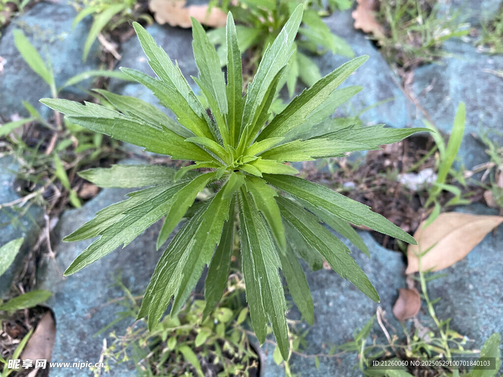 小飞蓬