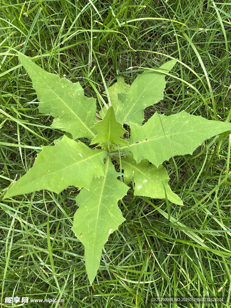 苣荬菜