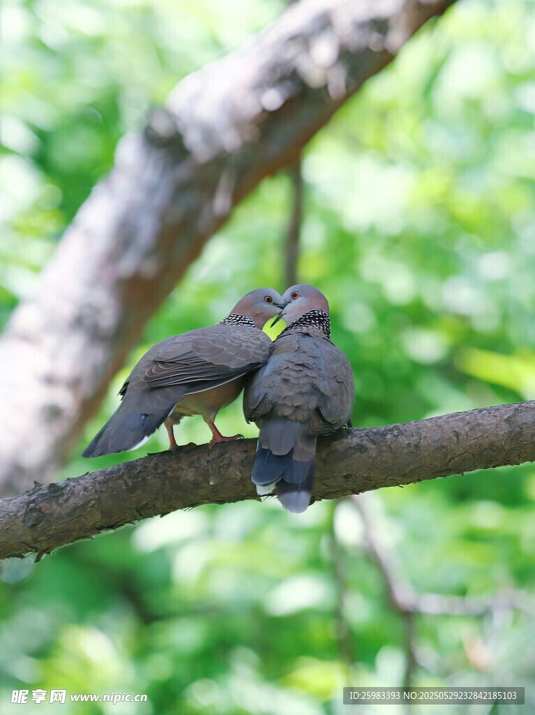 斑鸠
