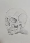 素描头骨