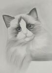 小猫素描