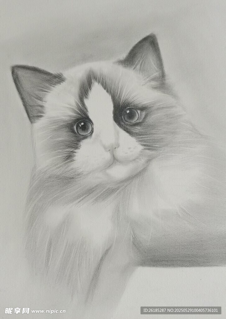 小猫素描