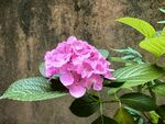 娇艳绣球花绽放绿叶间