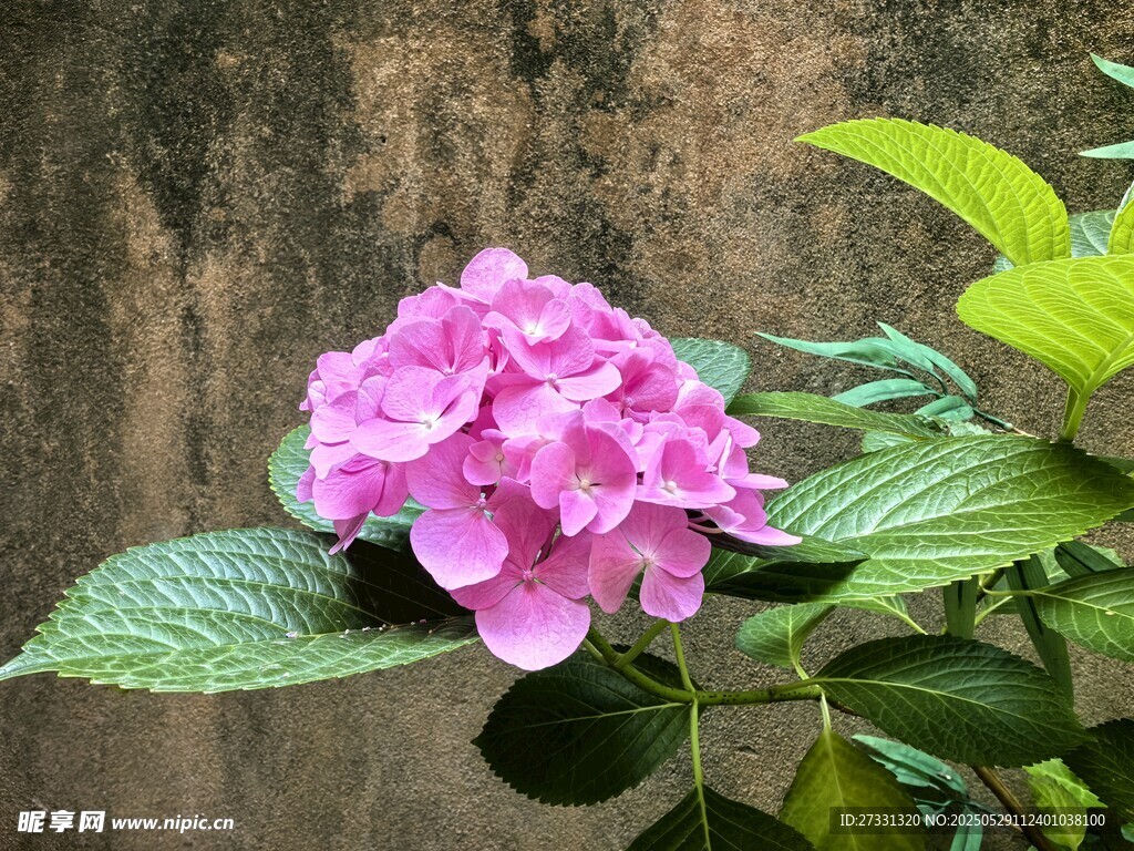 娇艳绣球花绽放绿叶间