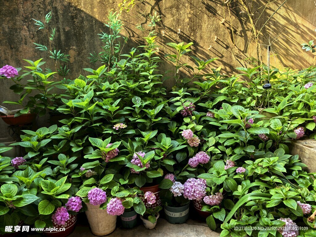 繁花绿植装点的生机角落