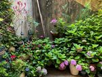 庭院绿植盆栽景致