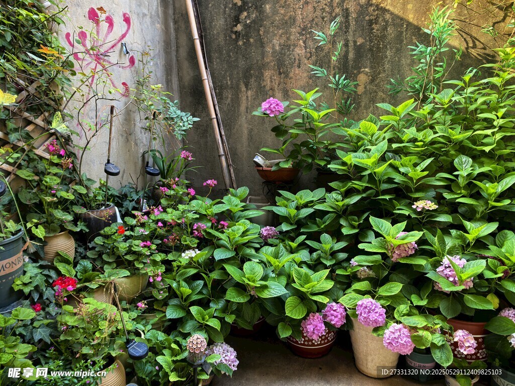 庭院绿植盆栽景致