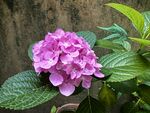 娇艳绣球花绽放绿叶间