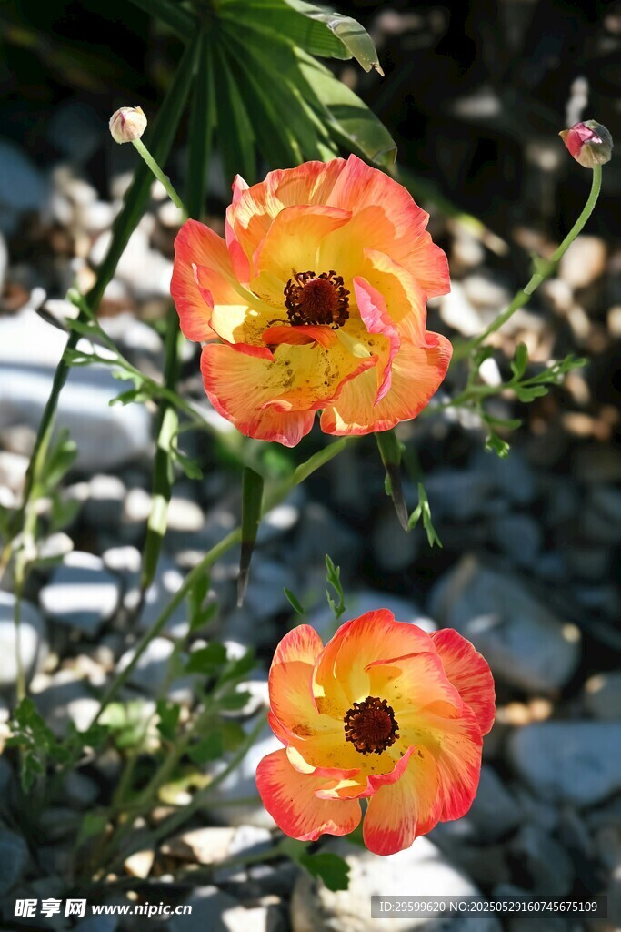 两朵娇艳橙花绽放石间