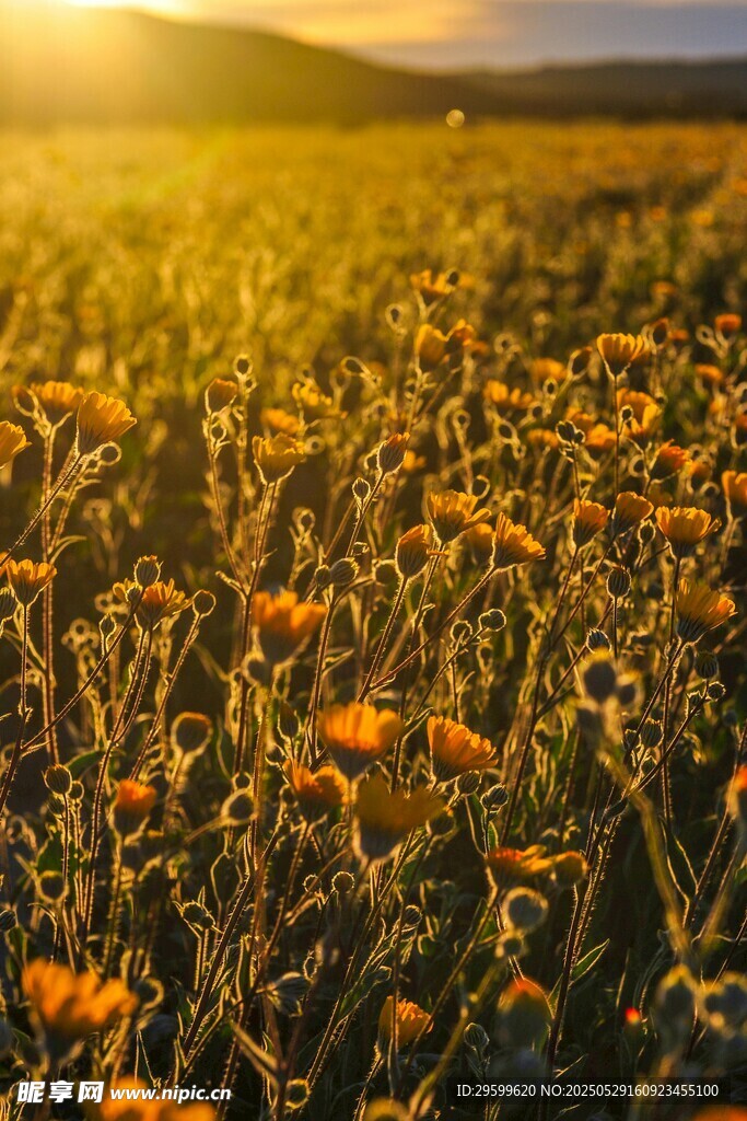 夕阳下的绚烂花海