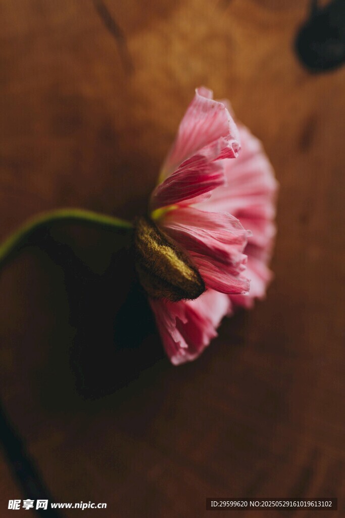 粉色花朵特写