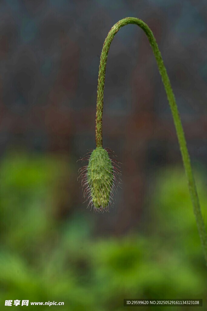 弯曲的绿色植物花苞