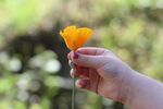 手捧娇艳橙色花朵