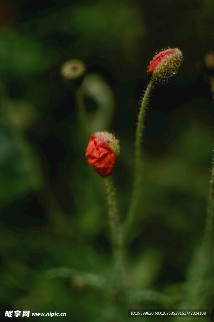 两朵待放的红色小花