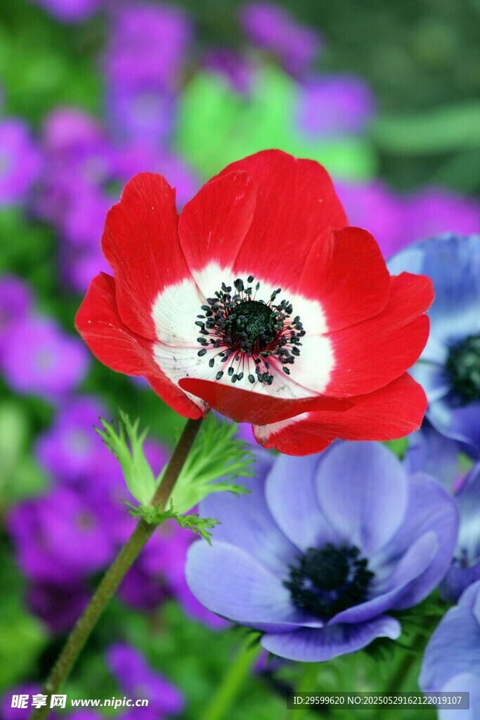  银莲花 