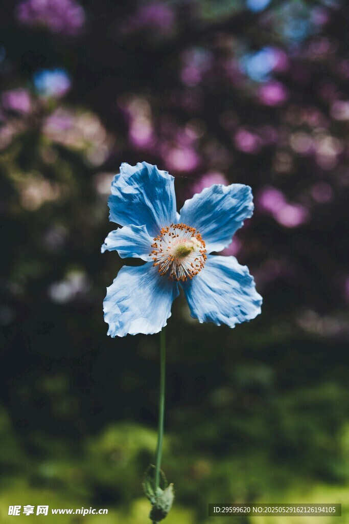 蓝色梦幻花朵特写