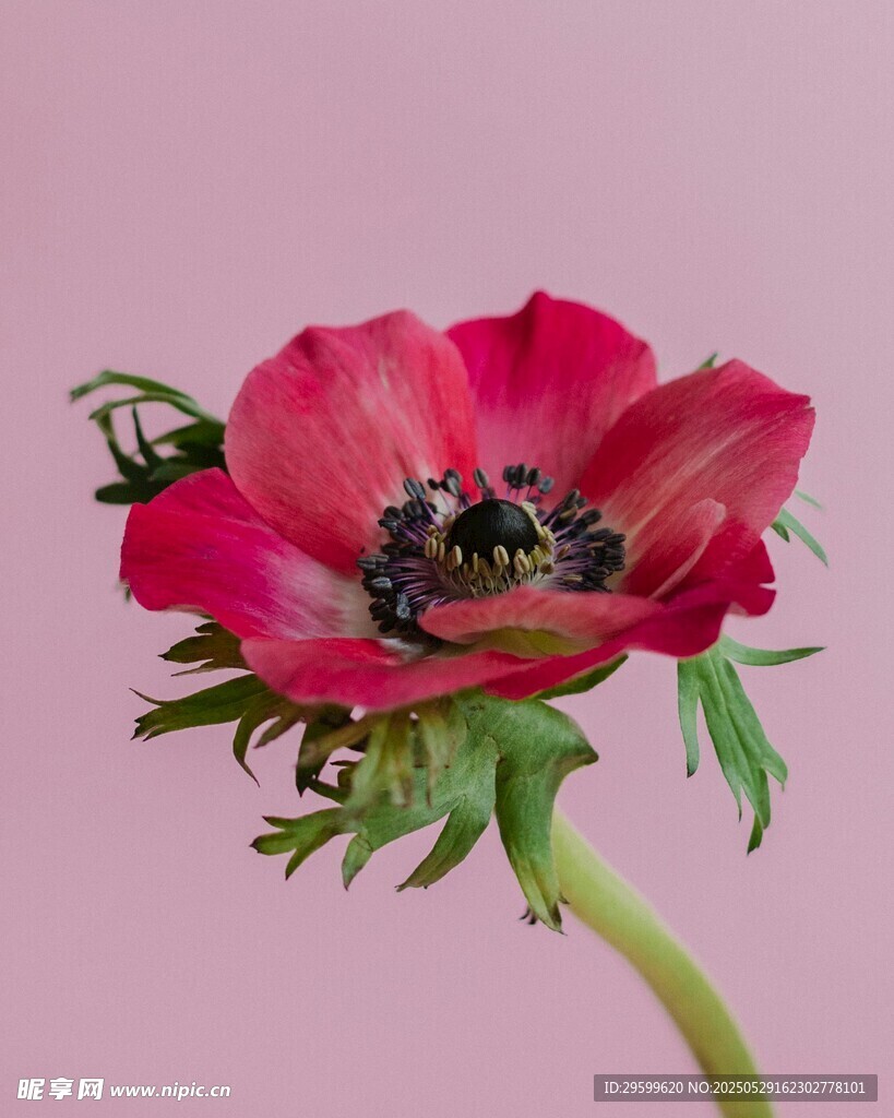娇艳银莲花特写