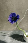 蓝紫色银莲花插于白瓷瓶