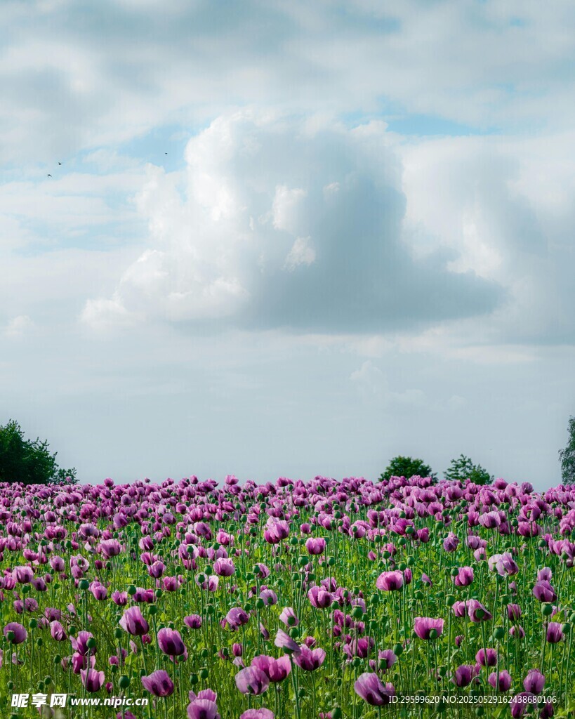 紫色花海美景
