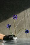 手捧紫色小花的独特景致