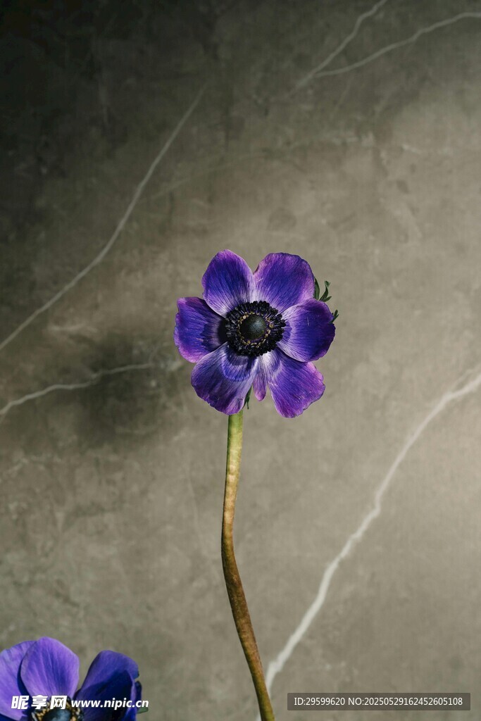 紫色小花特写