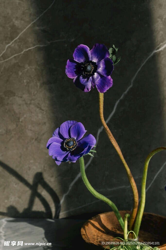 紫色花朵特写