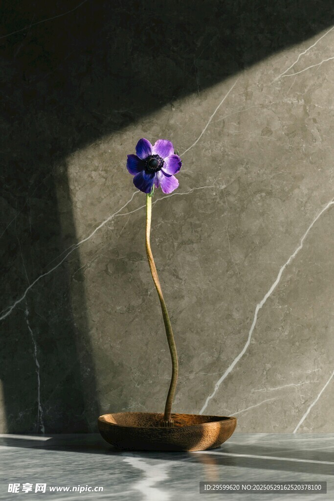孤枝紫花于光影中静绽