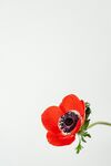 单枝红色银莲花特写