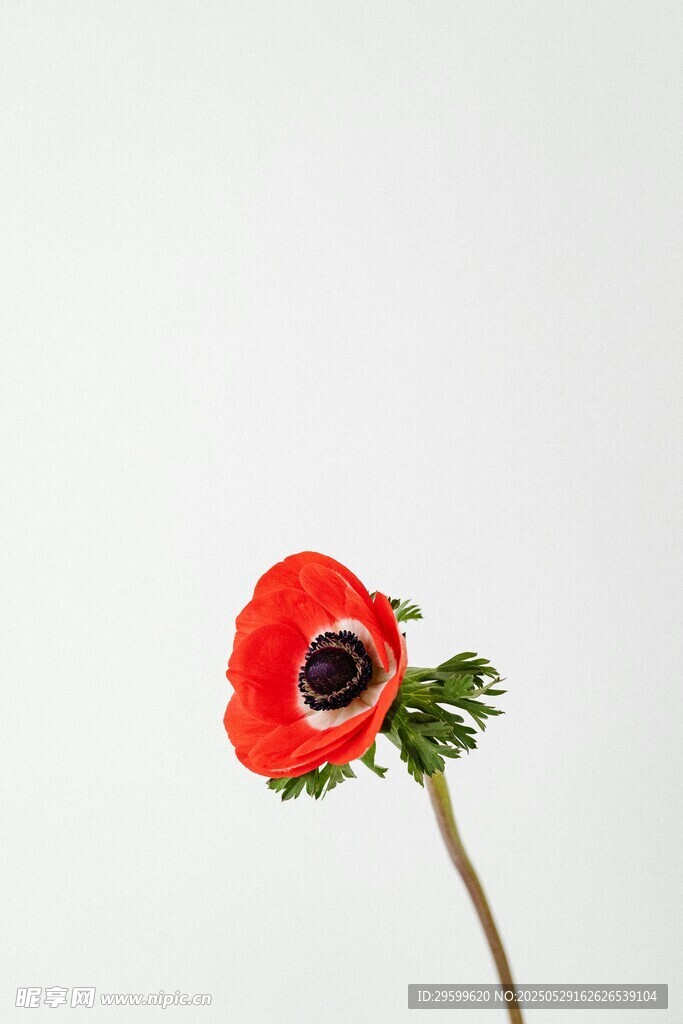 单枝红色银莲花特写