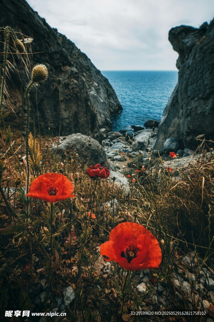 海边岩石上的艳丽红花朵