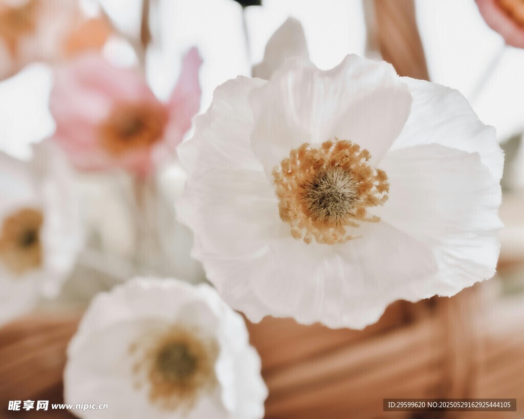 白色虞美人花朵特写