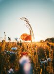夕阳下的花草美景