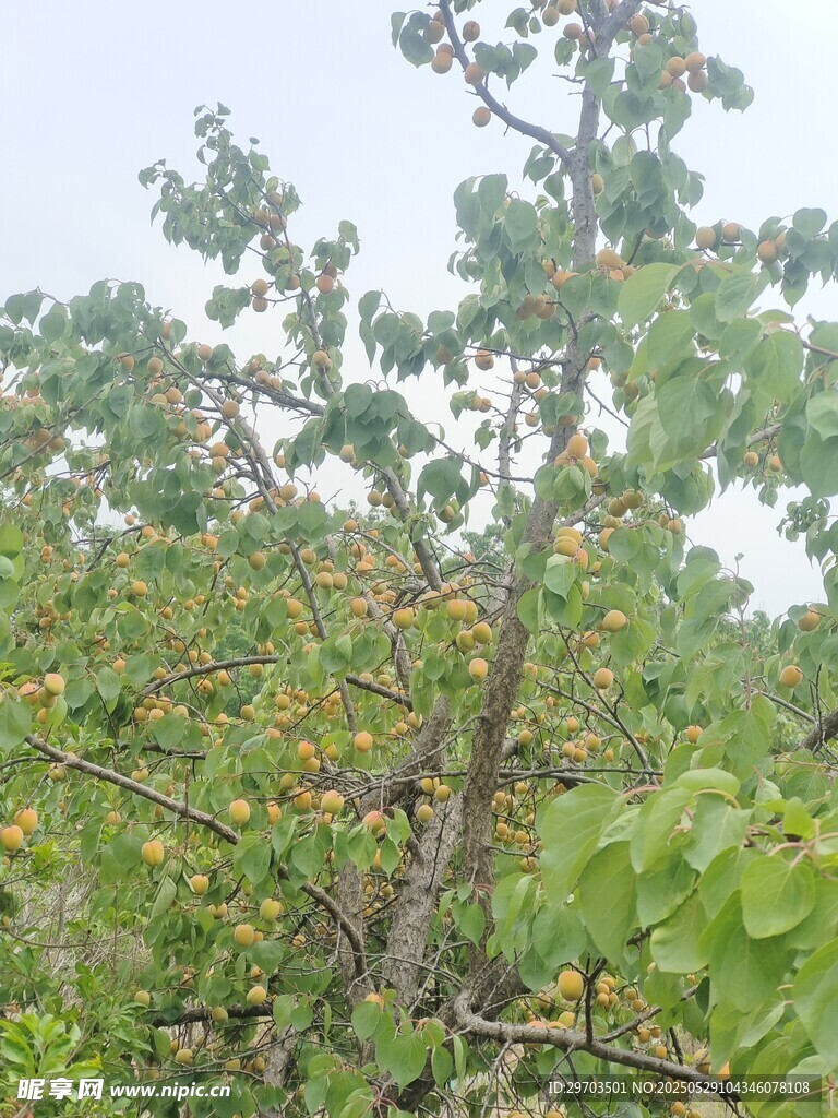 绿叶间的果实