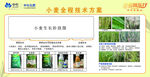小麦全程技术方案