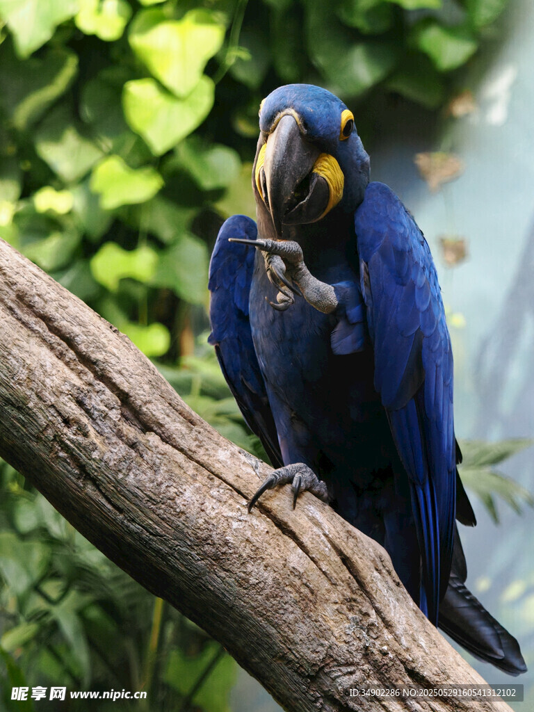 蓝鹦鹉栖息于树枝上